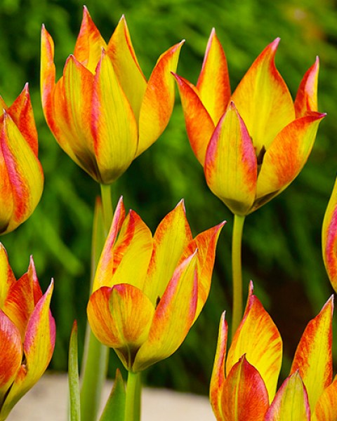 Botanical Tulip orph. flava
